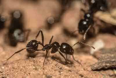pest management and control in Maine