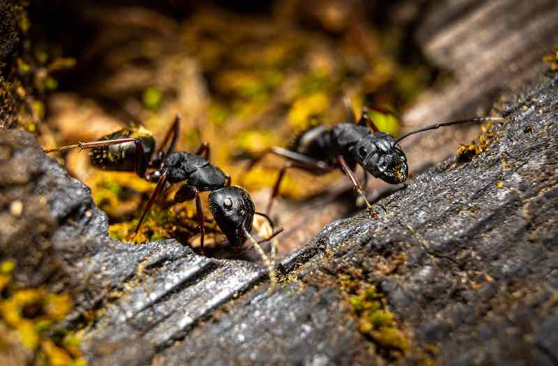 Carpenter ant extermination