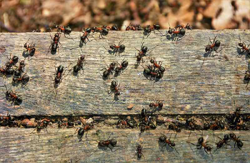 Carpenter Ant Management