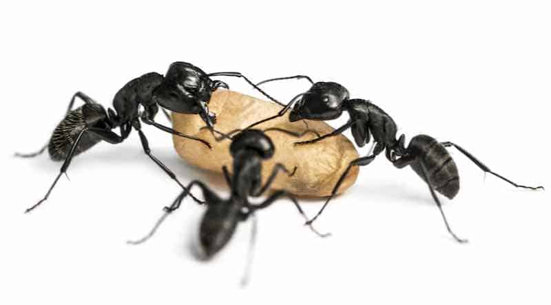 Carpenter Ants