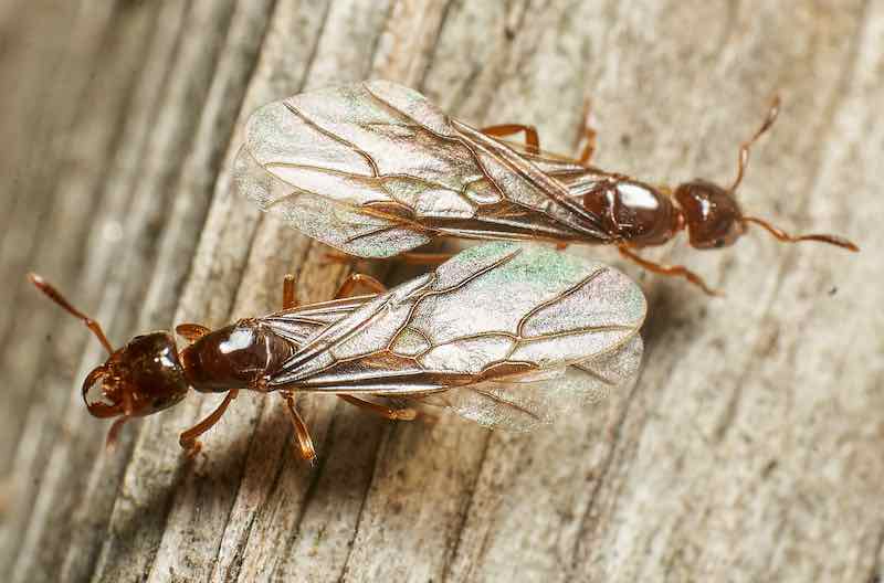 Carpenter Ant Extermination and Management