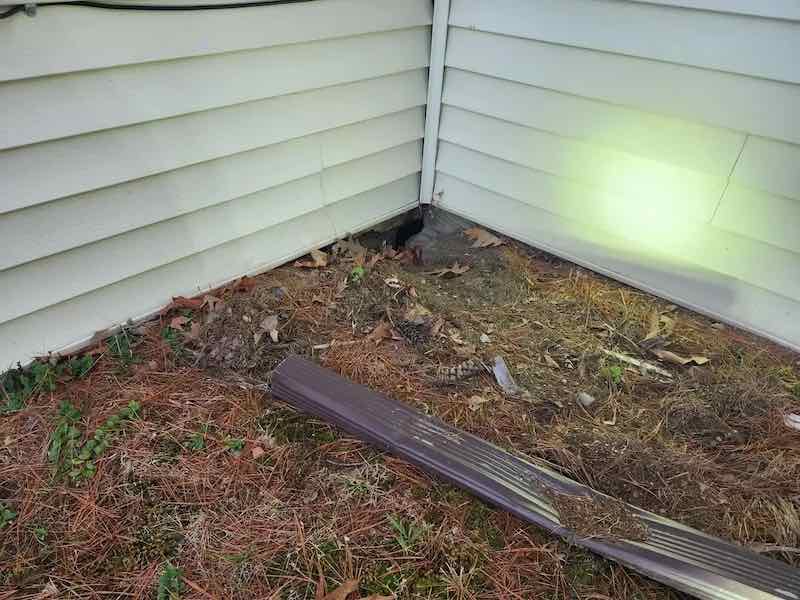 pest intrusion Maine Pest Exclusion