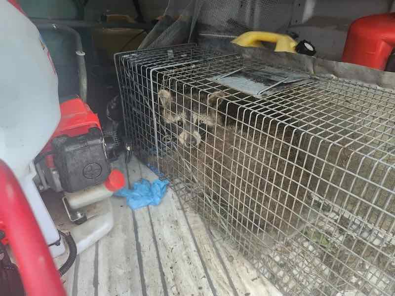 wildlife management Maine wildlife control