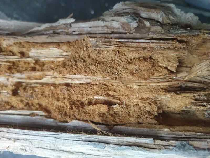 wood destroying insects Maine pest control